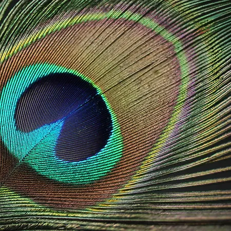 Отель Brijuni Istra 3*