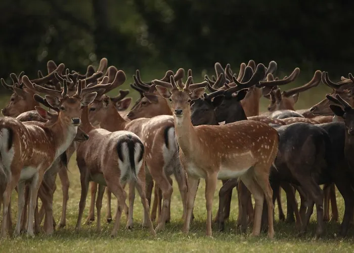 Brijuni Hotel Istra 호텔 파자나