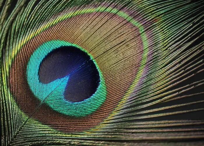 호텔 Brijuni Hotel Istra 3*