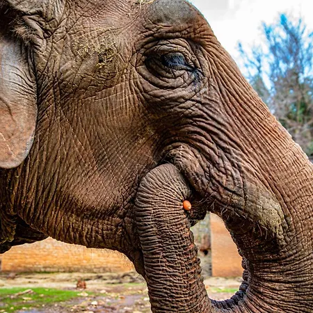 호텔 Brijuni Hotel Istra 3*