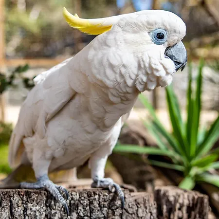 호텔 Brijuni Hotel Istra