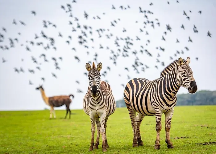 호텔 Brijuni Hotel Istra